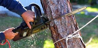 Best Tree Risk Assessment  in Leesburg, OH