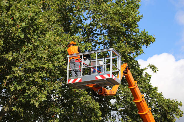 Best Utility Line Clearance  in Leesburg, OH