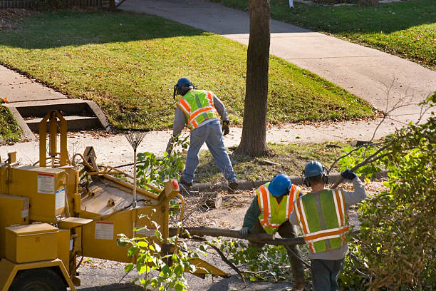 Best Arborist Consultation Services  in Leesburg, OH