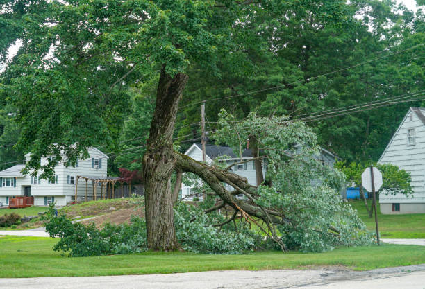 Trusted Leesburg, OH Tree Services Experts