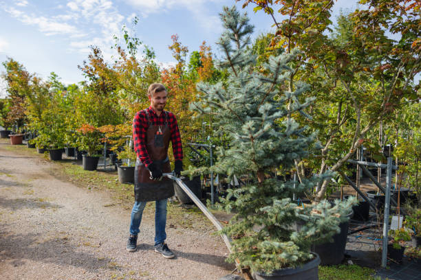 Best Palm Tree Trimming  in Leesburg, OH