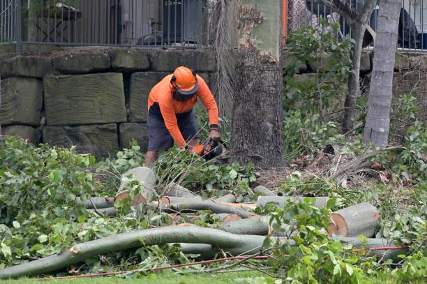 Best Commercial Tree Services  in Leesburg, OH