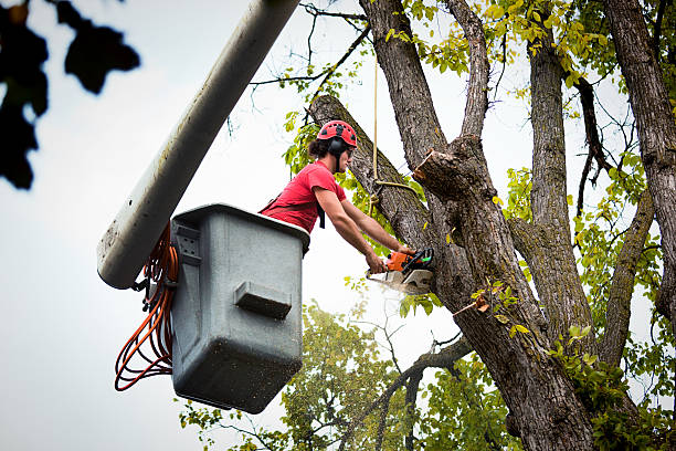 Best Hedge Trimming  in Leesburg, OH