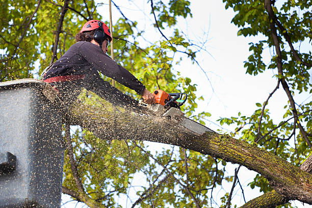 Best Hazardous Tree Removal  in Leesburg, OH