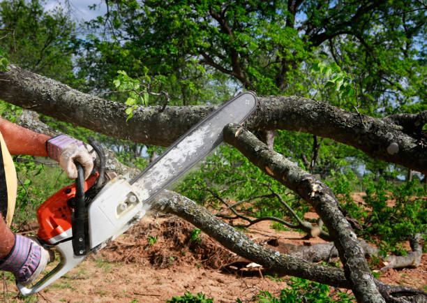 Tree and Shrub Care in Leesburg, OH